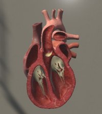 Cкриншот Surgical Study and 3D Skeletons for Medical School Students, изображение № 2204056 - RAWG