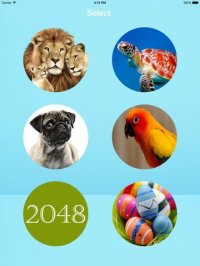 Cкриншот 2048 Animals, изображение № 1604413 - RAWG