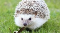 Cкриншот hedgehog adventur, изображение № 2627360 - RAWG