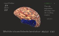 Cкриншот Lobes Of The Brain, изображение № 1300746 - RAWG