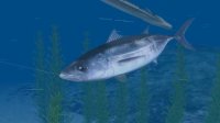 Cкриншот Reel Fishing Ocean Challenge, изображение № 792340 - RAWG