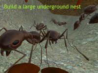 Cкриншот Ant Simulation 3D, изображение № 937446 - RAWG