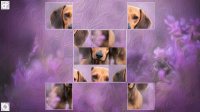 Cкриншот Puzzle Art: Dogs, изображение № 3037753 - RAWG