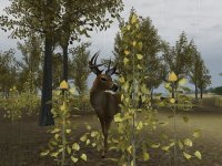 Cкриншот Deer Hunter 2004, изображение № 356746 - RAWG