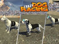 Cкриншот Crazy Dog Racing: Chase Racing Bunny With Pet Dog, изображение № 1780118 - RAWG