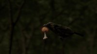 Cкриншот The Vogelkop Bowerbird, изображение № 1077571 - RAWG