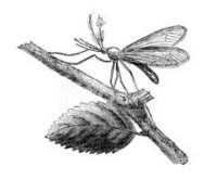 Cкриншот O Mosquito Thomas, изображение № 1701958 - RAWG