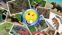 Cкриншот Animals for Kids, Planet Earth Animal Sounds, изображение № 1558454 - RAWG