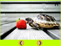 Cкриншот nices turtles for kids - free, изображение № 1669832 - RAWG