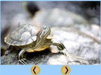 Cкриншот my kids and turtles collection - free, изображение № 1669745 - RAWG