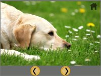 Cкриншот kids dogs lovers - free, изображение № 1669904 - RAWG