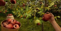 Cкриншот Orchard Simulator, изображение № 2129967 - RAWG