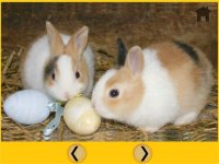 Cкриншот beautiful rabbits for all kids - free game, изображение № 1866783 - RAWG