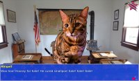 Cкриншот Cat President ~A More Purrfect Union~, изображение № 152361 - RAWG