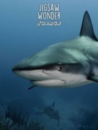 Cкриншот Shark Puzzles for Kids Jigsaw Wonder Collection, изображение № 1855187 - RAWG