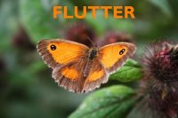 Cкриншот Flutter, изображение № 1150769 - RAWG