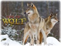 Cкриншот Life Of Wolf Simulator: Hunt Feed and Grow wolves, изображение № 1780010 - RAWG