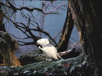 Cкриншот Три маленькие белые мышки. Визит морской крысы, изображение № 453452 - RAWG