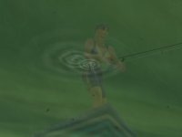 Cкриншот Rapala Pro Fishing, изображение № 410193 - RAWG