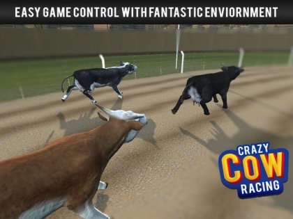 cow racing