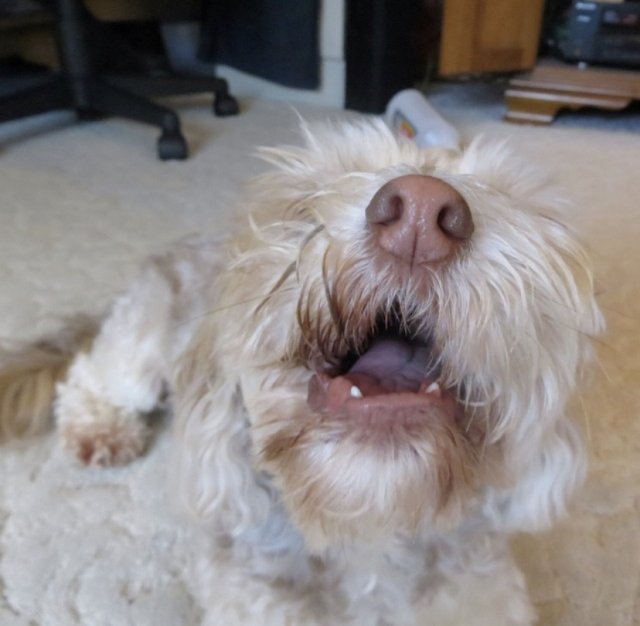 Angry doggos screenshot