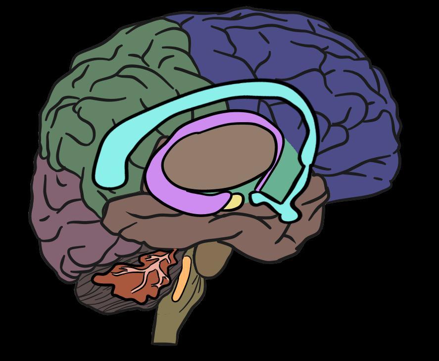 Игра Brain. Скрин мозга. Sweet Brain цифровая игра. Найдите фотографию Brain 113.